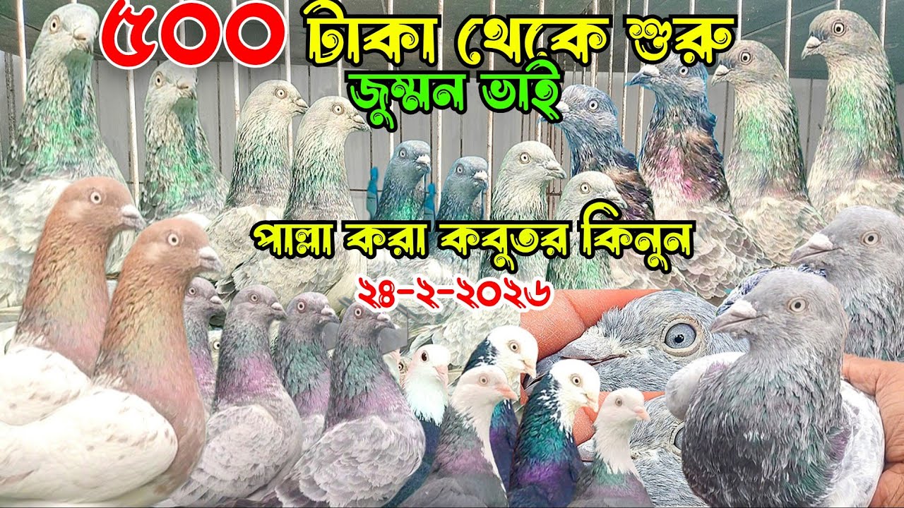 ৫০০ টাকা থেকে শুরু পাল্লা করা গিরিবাজ কবুতর কিনুন। সিলভার গিরিবাজ কবুতর বিক্রি হবে পাংখি,গররা কবুতর