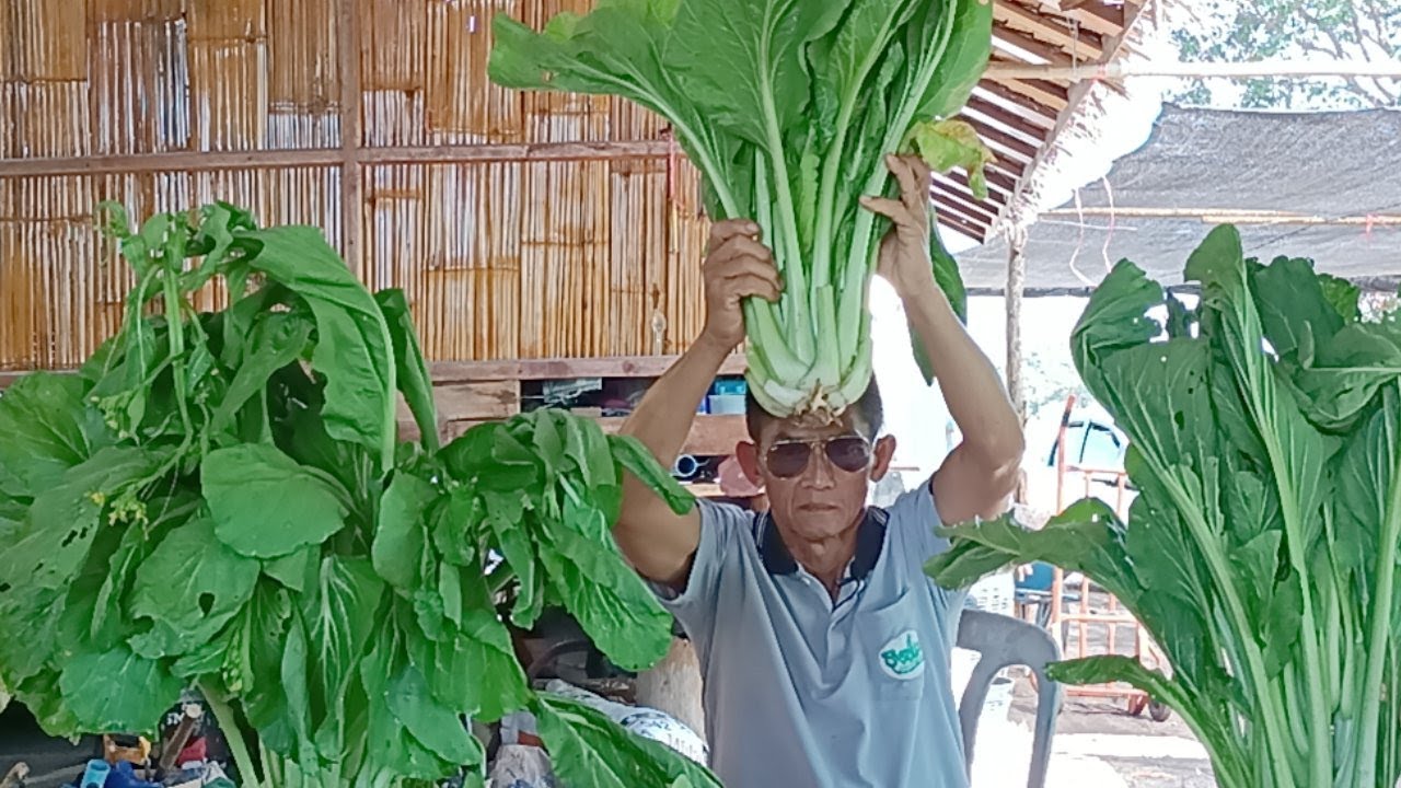 ผักไร้สารพิษผลงานลูกศิษย์  โดย อ.ธงชนะ หรือ วิชัย พรหมมิ