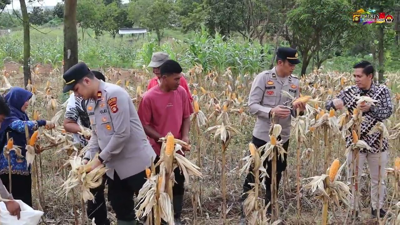 Ceremonial Panen Jagung Polres Muara Enim di Kecamatan Lawang Kidul