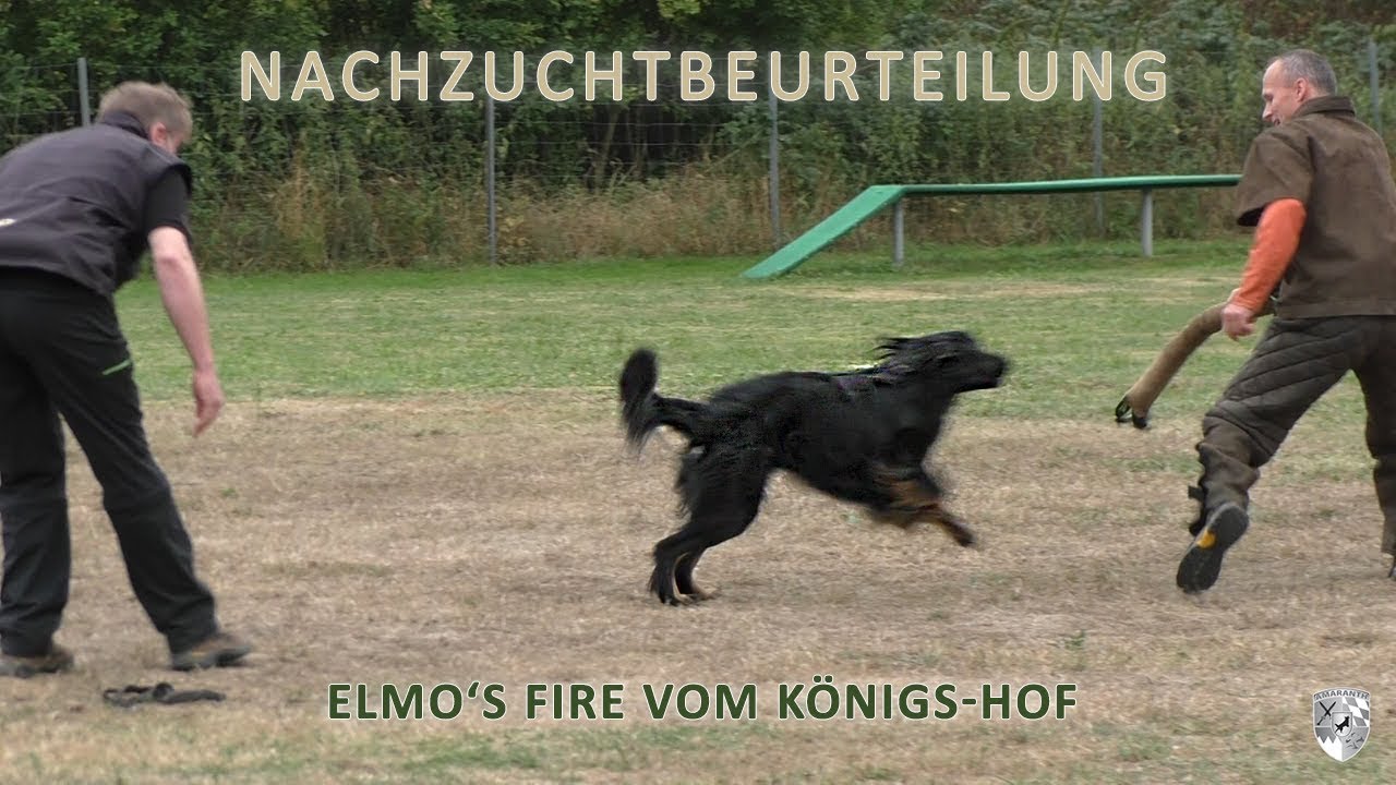 Fire - Nachzuchtbeurteilung