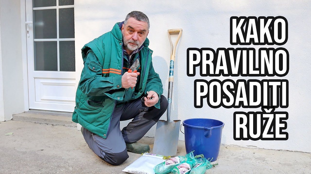 Kako pravilno posaditi ruže