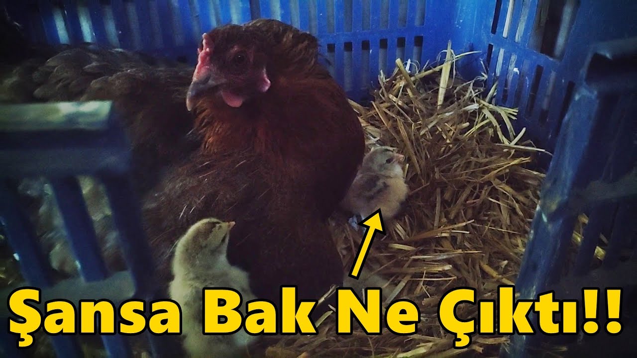 Gurkun Altından Süpriz Cins.! Çok Şaşırdım!-#Tekirdağ#civciv#tavuk#gurk#ördek#hindi