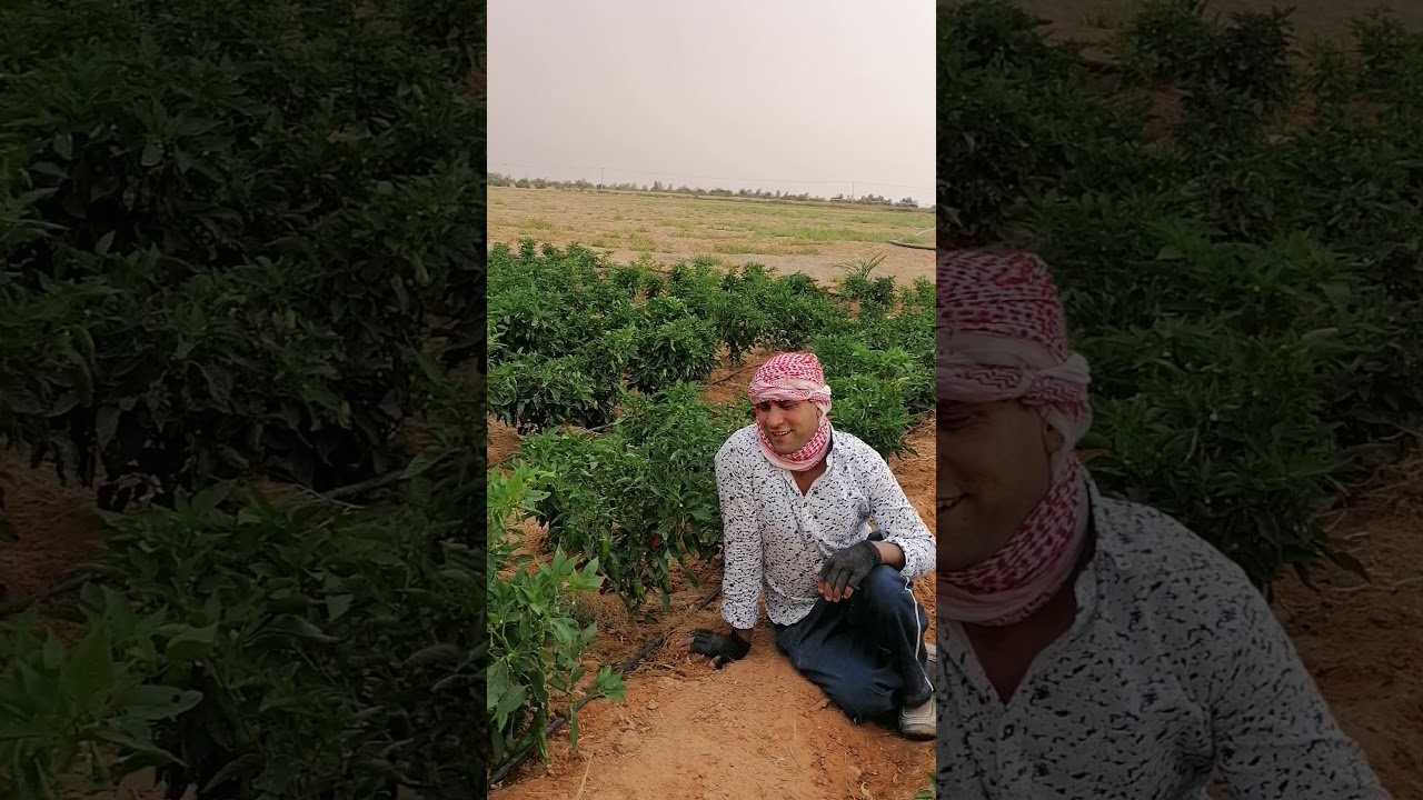 فلفل شقراء