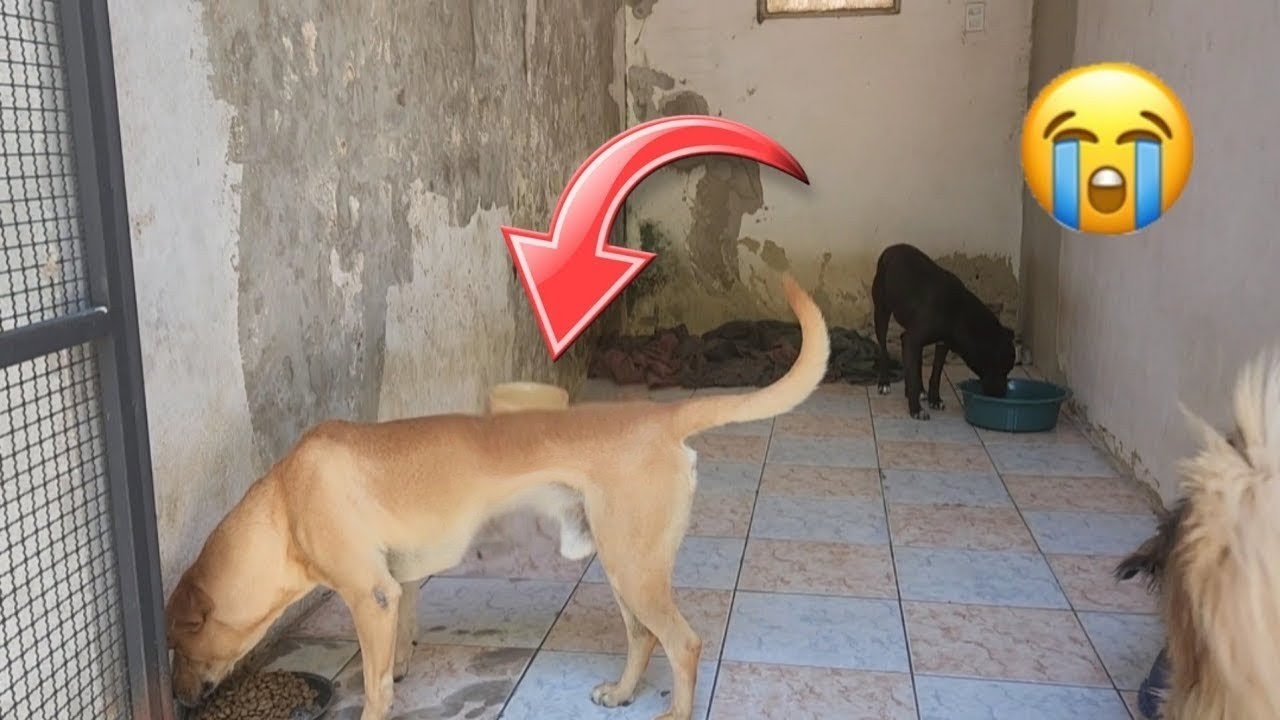 Olha o que aconteceu com esse cachorro por falta de ração 