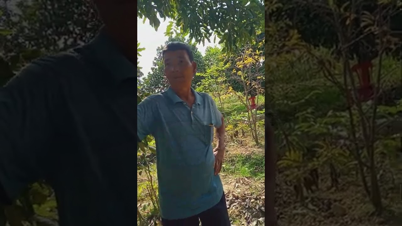 Đến thăm quam vườn c&acirc;y tr&aacute;m đen gh&eacute;p nh&agrave; ch&uacute; hạnh sơn 0373433557
