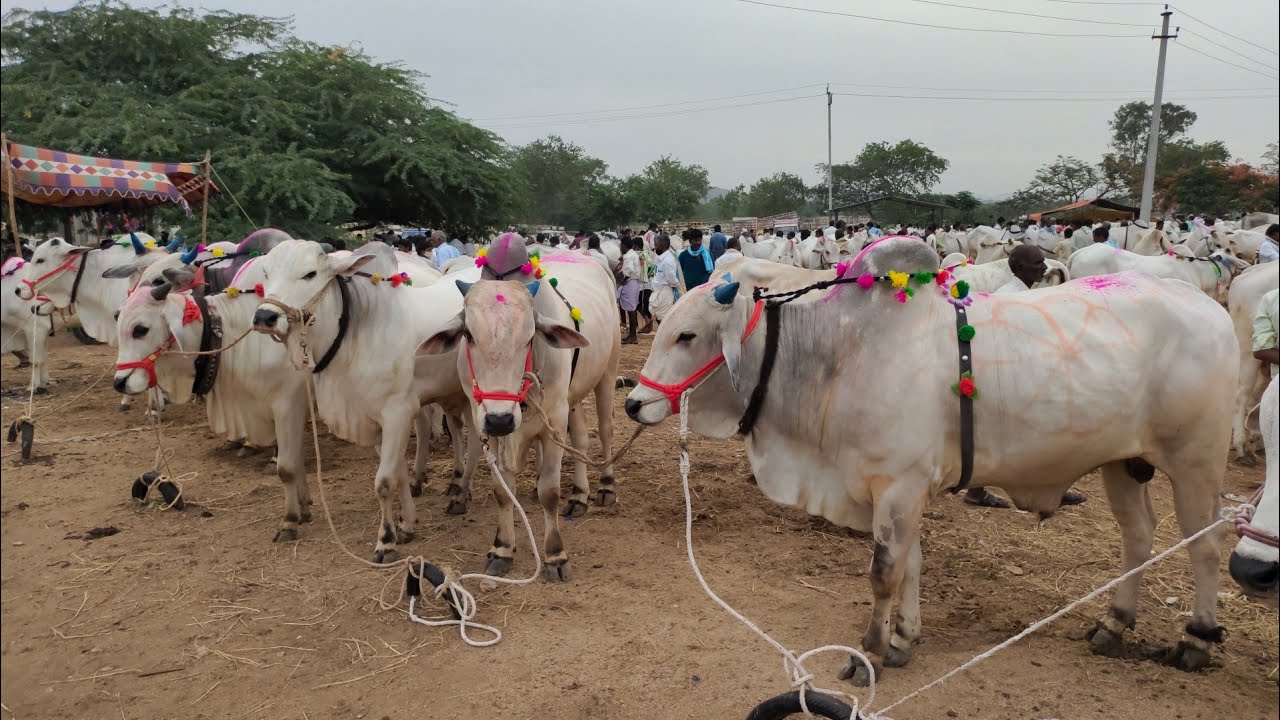 pebbar market | pebbar bazar 2021 | qurbani ke bade janwar Ongole bulls in Hyd 2021eid azha