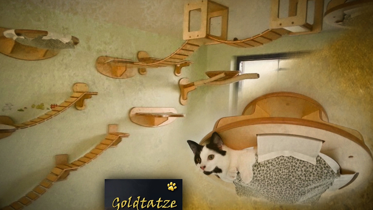 🙀 Goldtatze © Katzenzimmer Einrichtung aus Holz | Cat Tree Room