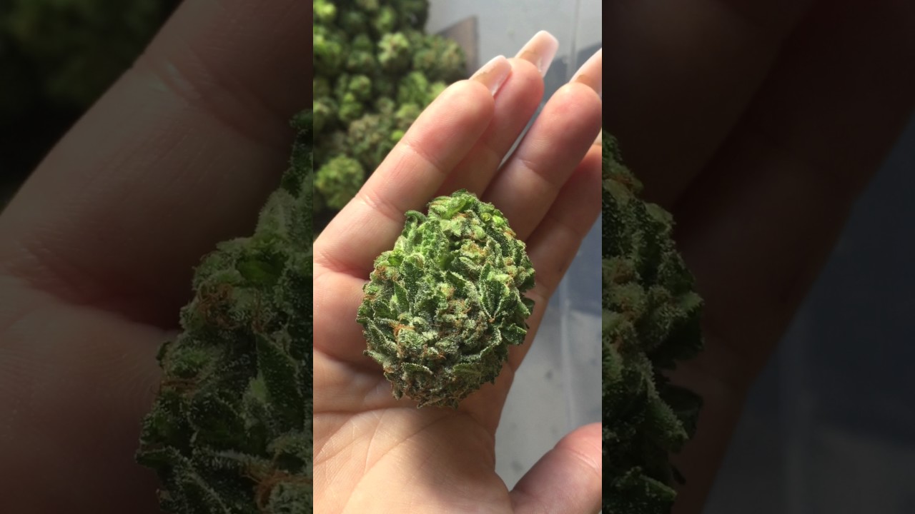 Tabletop Trimming Wet!!