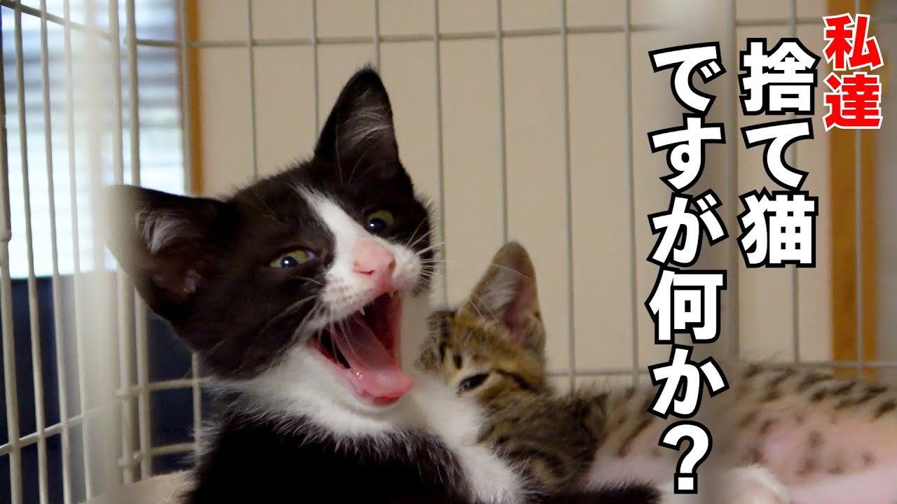 発見した捨て猫2匹が3週間でこんなに！