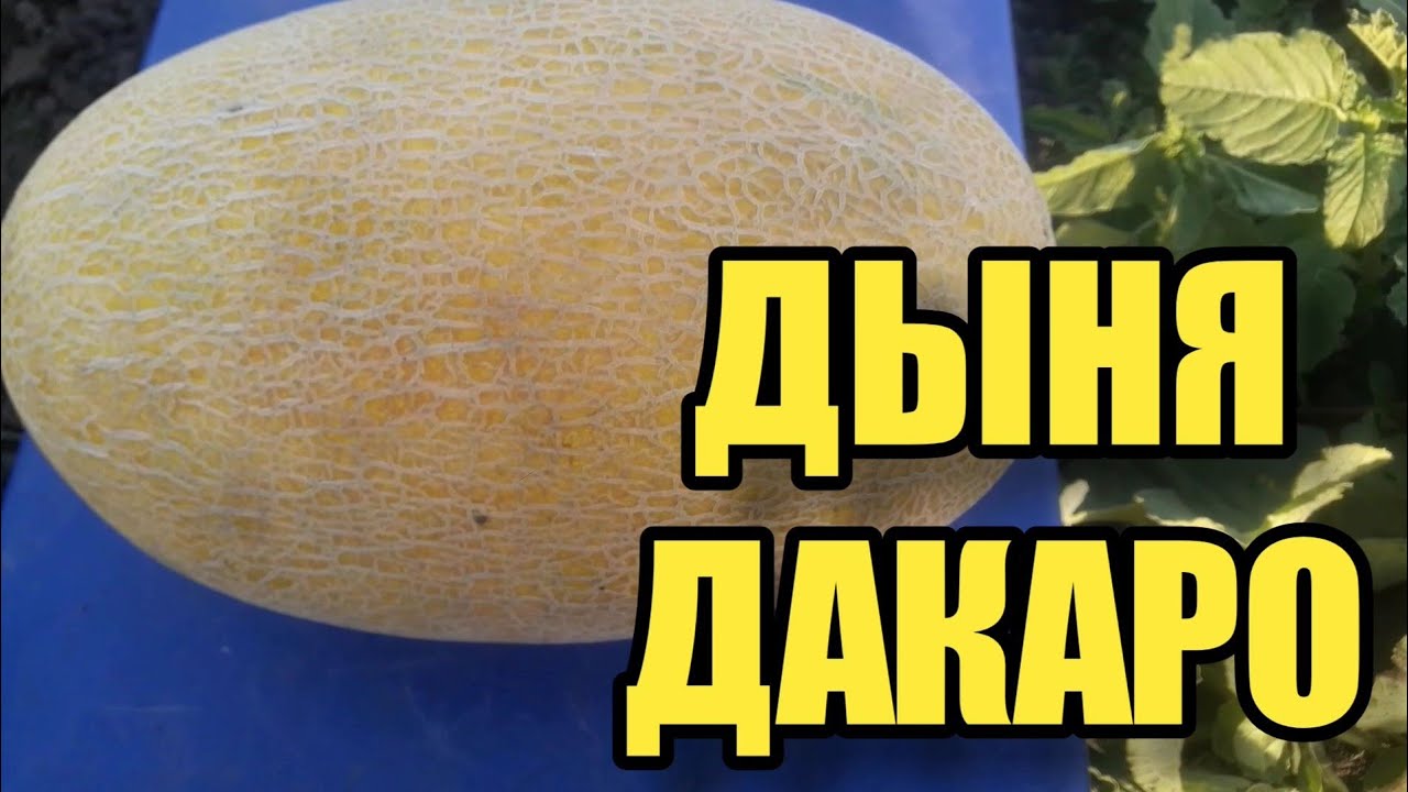 Дакаро! Ультрарання, вкусная, сладкая дыня !!!