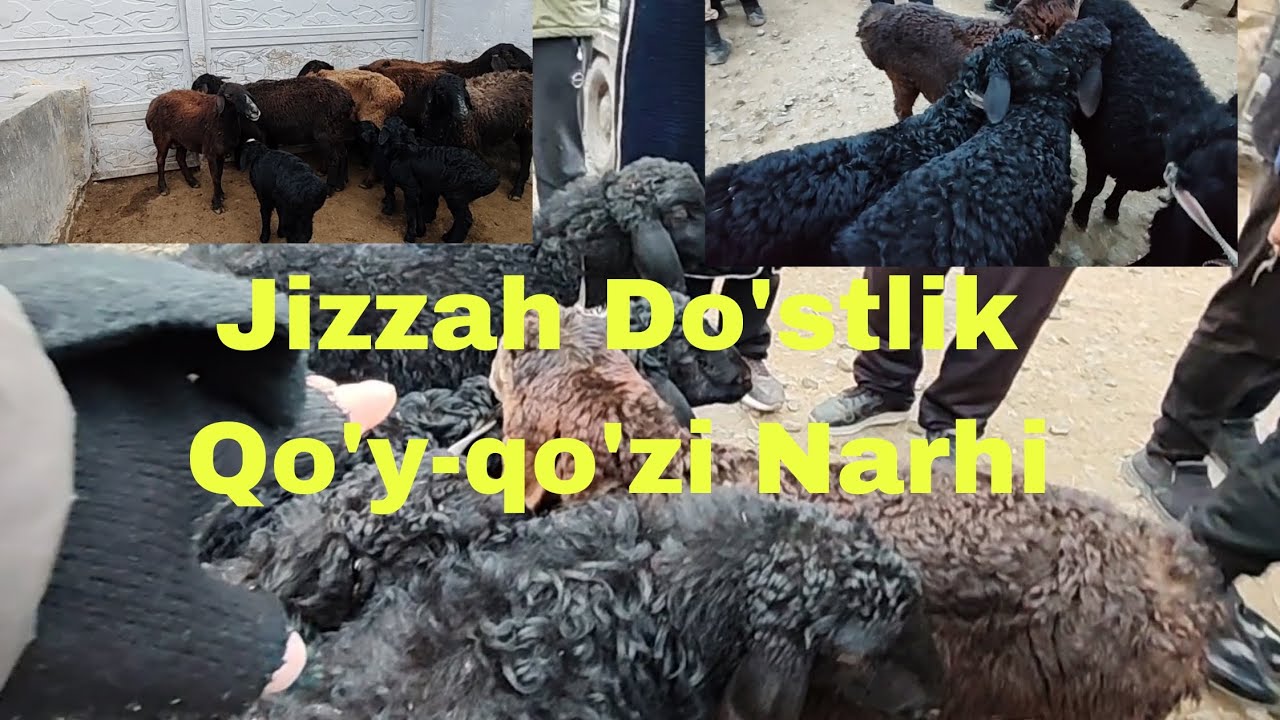 Do'stlik tumani qo'y bozori 