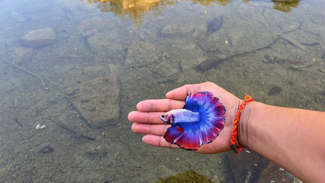 The sky is raining. There are many Betta fish. Beautiful Betta fish#fish #fishing 