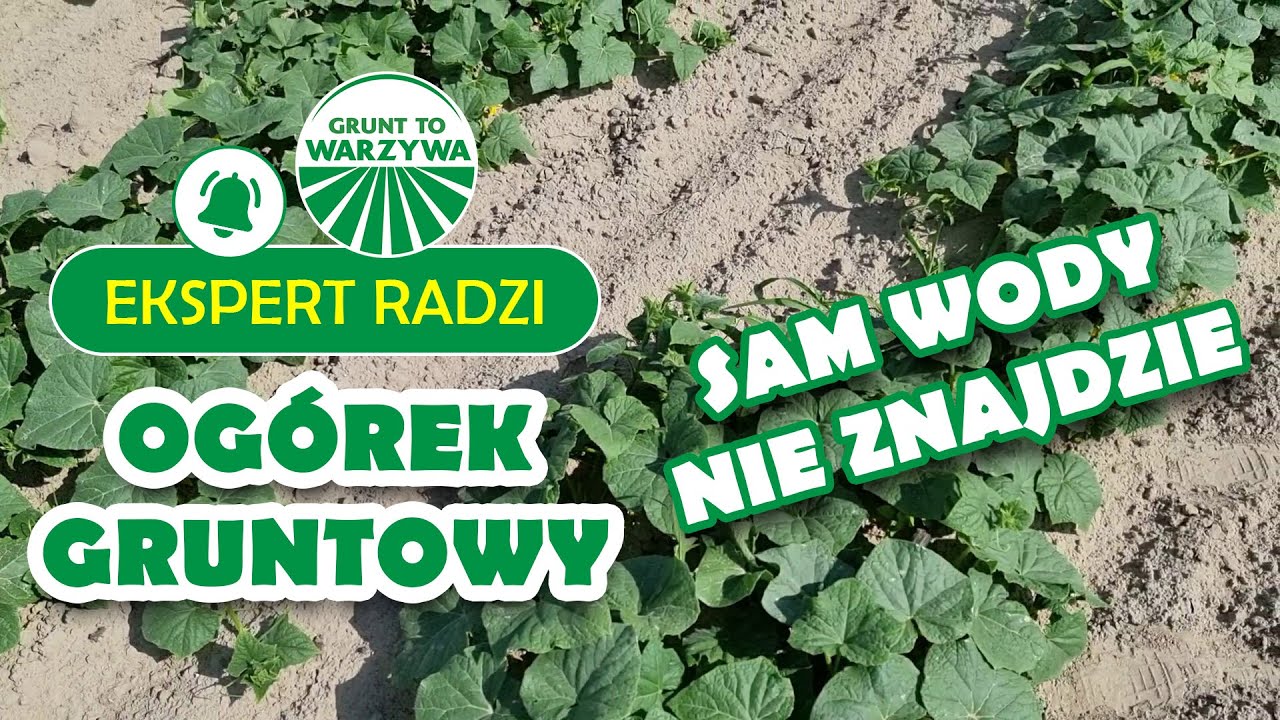 Ogórek gruntowy, ma krótki system korzeniowy - Ekspert radzi