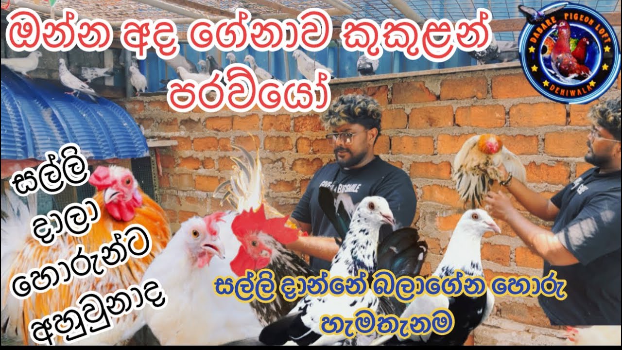 සල්ලි දාලා සත්තු හම්බවුනේ නැද්ද 😞