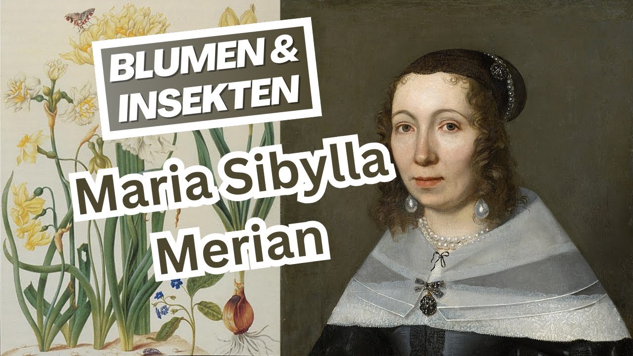 MARIA SIBYLLA MERIAN: Insektenforschung & Barockkunst 🦋 🎨 | B&uuml;cher & Bilder von Blumen🌸