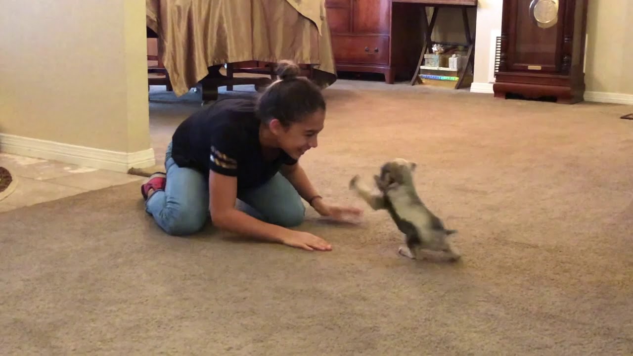 Cutest 6 week old miniature schnauzer cries to cuddle