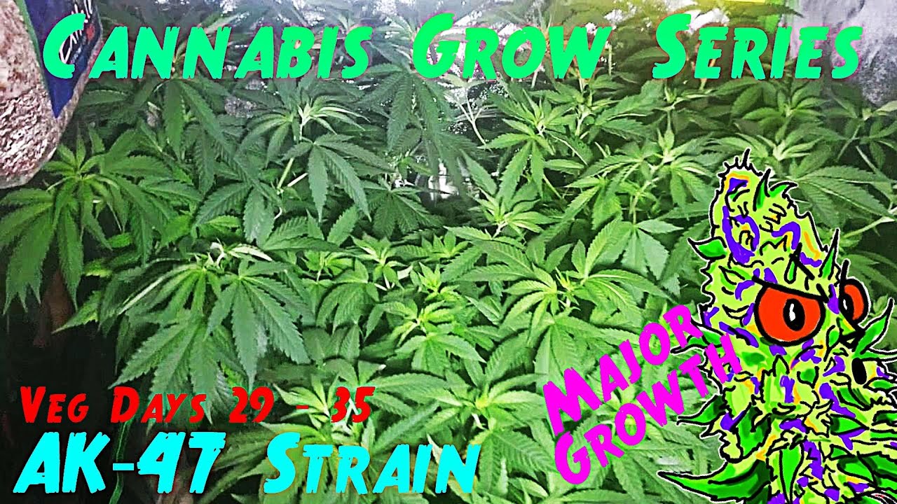Cannabis Grow Series Ep.8 | How to Grow AK-47: Vegetation Stage Days 29 - 35 | Tremendous Growth!
