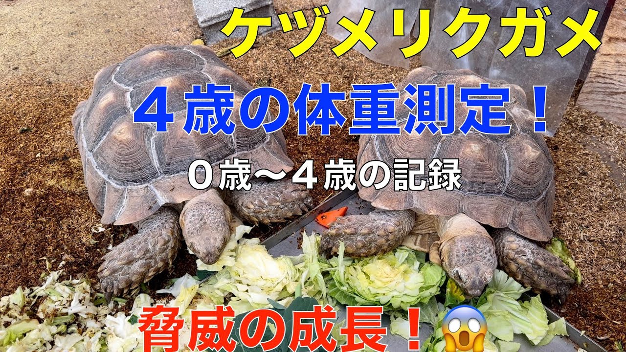 ケヅメリクガメ！４歳の体重測定＾＾（成長記録）０〜４歳（ケンとメリー）驚きの成長を見せる我が家のケヅメリクガメ！