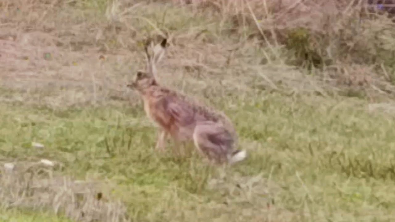 Hunting dog training Addestramento segugi maremmani #hunting 