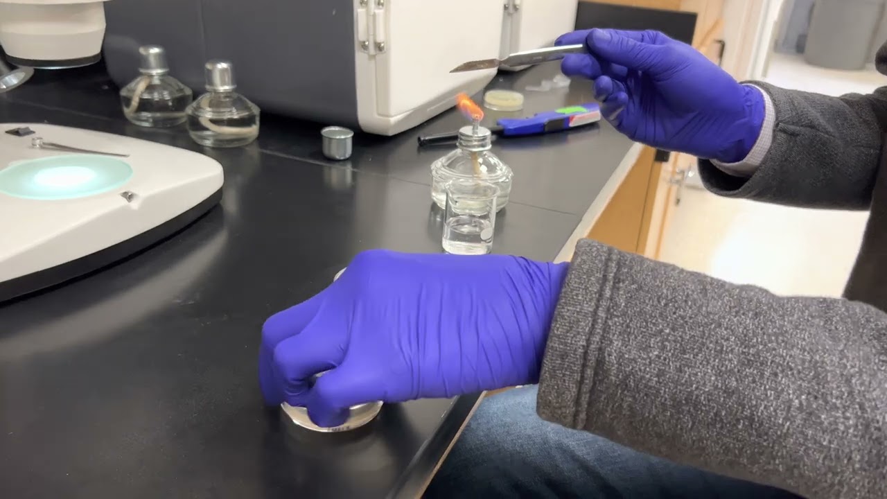 Transferring C.Elegans Using Chunking