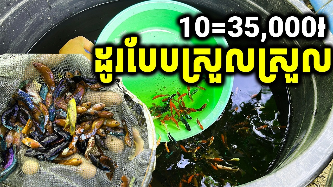 35,000 ដូរបែបស្រួលស្រួល. Betta fish care(water Change)