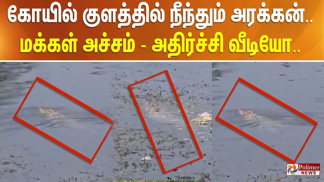 கோயில் குளத்தில் நீந்தும் அரக்கன்.. மக்கள் அச்சம் - அதிர்ச்சி வீடியோ..