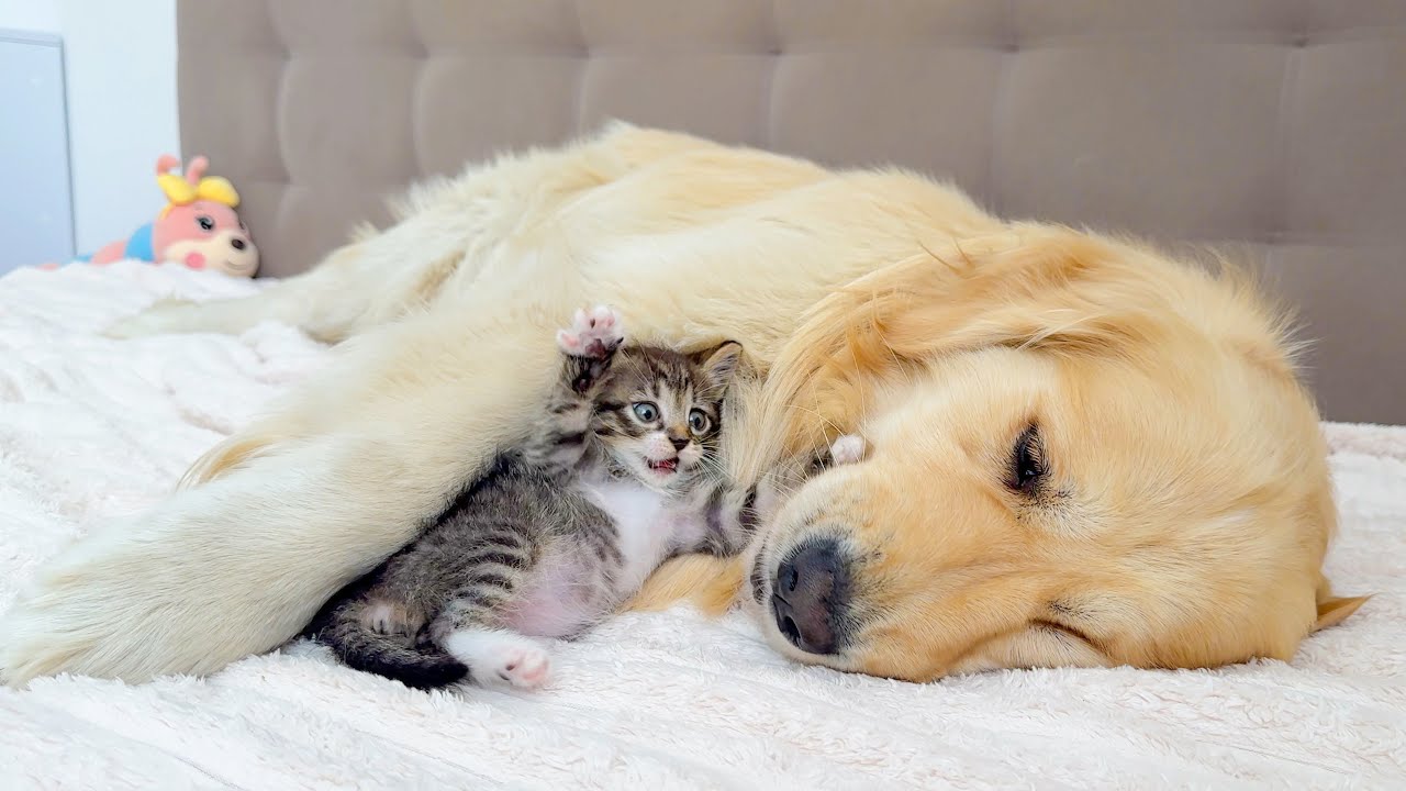 Big Dog, Tiny Kitten – The Most Adorable Chaos Ever!