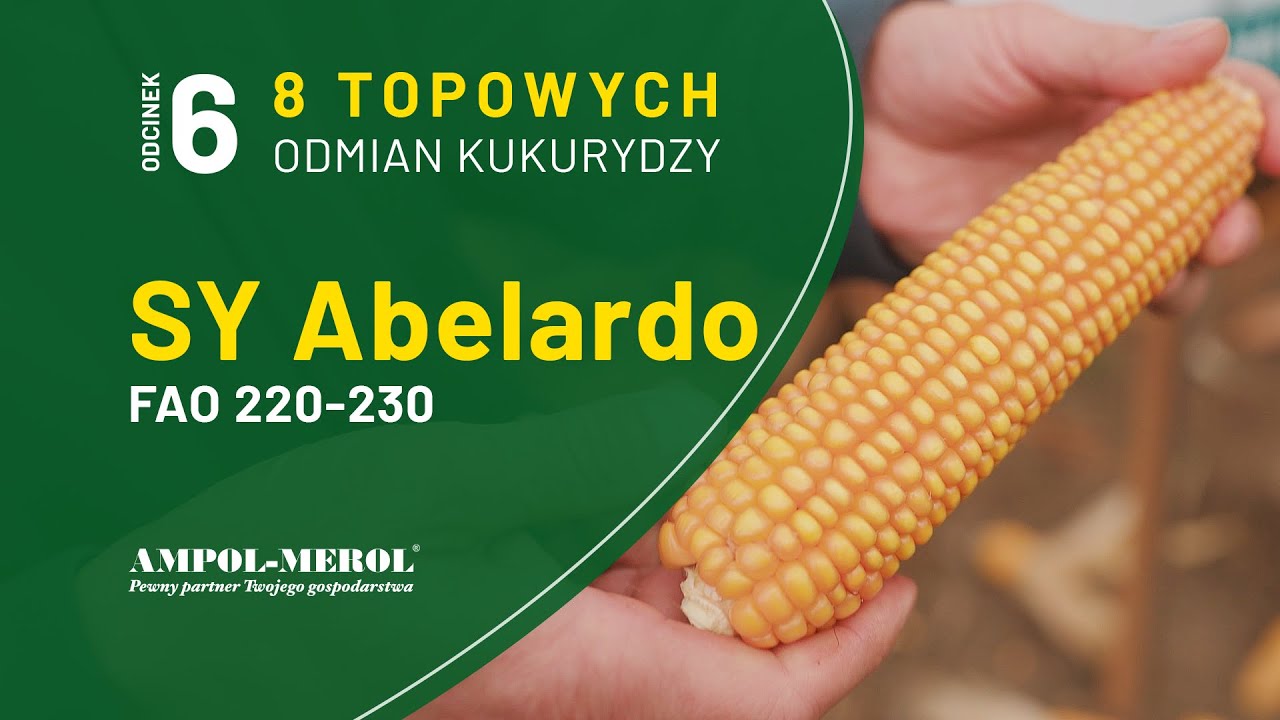 Najlepsze odmiany kukurydzy na sezon 2025 - SY Abelardo od Syngenta | FAO 220-230 | Ampol-Merol