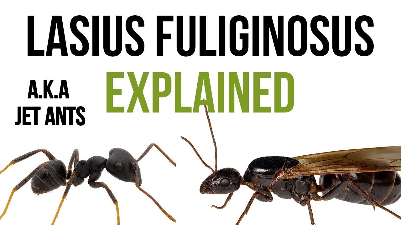 Everything you need to know about Lasius fuliginosus - the jet ant