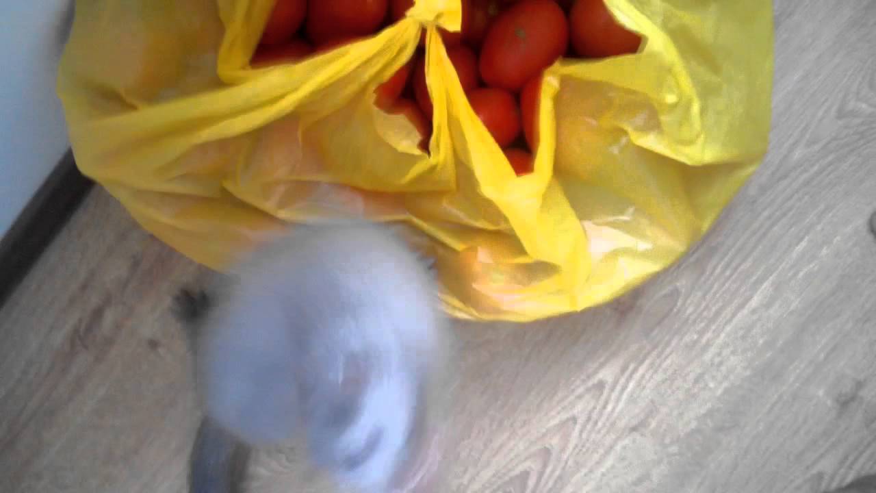голубая норка играет