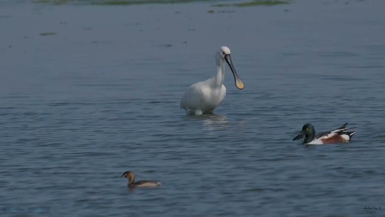 白面琵鷺覓食趣