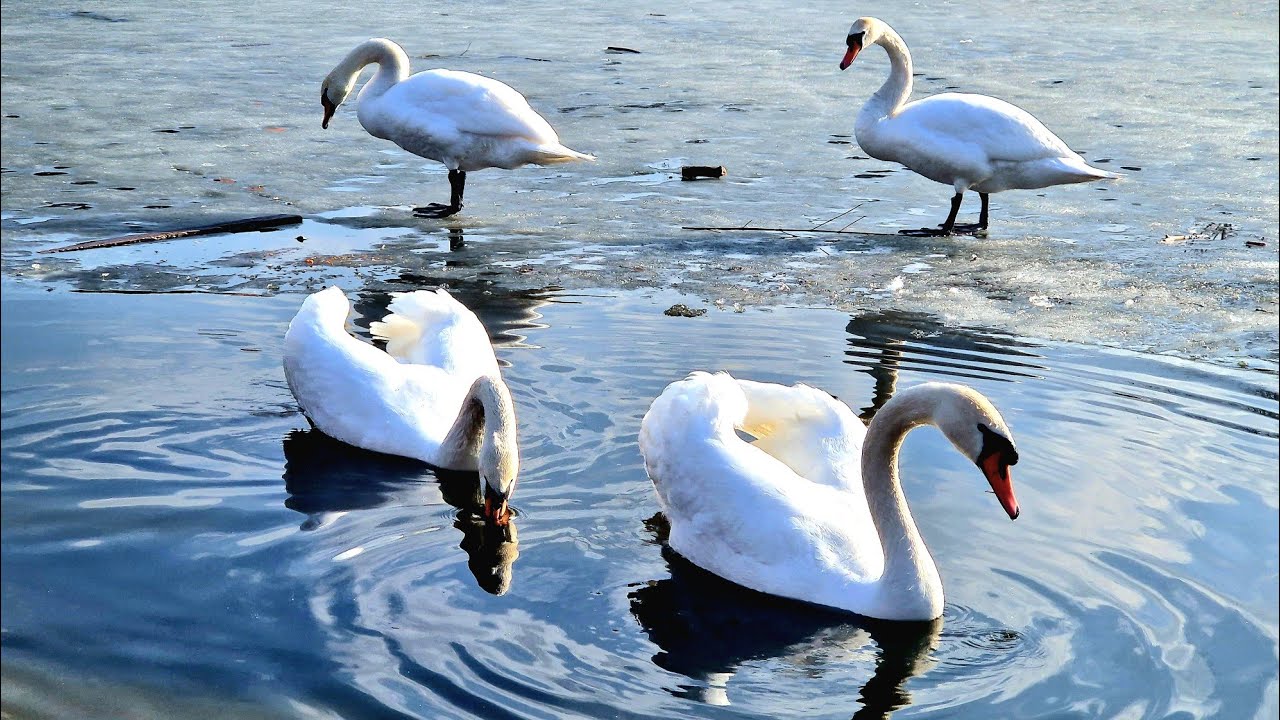 Swan Activity: Preening & Flapping Wings 🦢 Nature ASMR