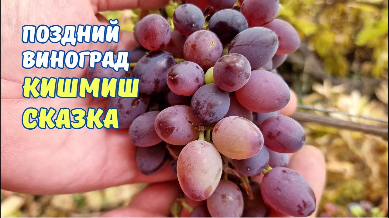 Кишмиш Сказка до поздней осени.