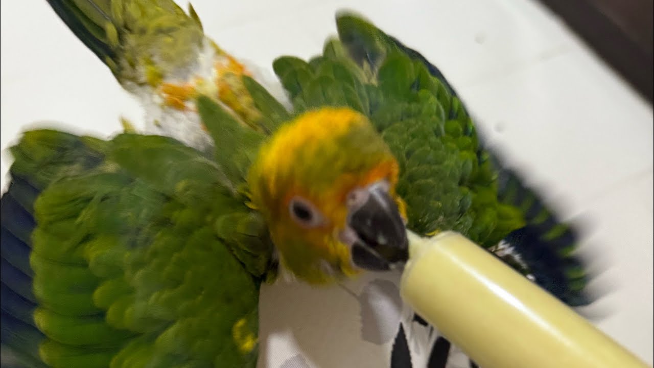 LIVE PARROT HANDFEEDING