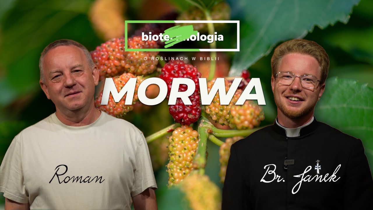 [11/13] Morwa - 𝗯𝗶𝗼𝘁𝗲chn𝗼𝗹𝗼𝗴𝗶𝗮 - o roślinach w Biblii 🌱
