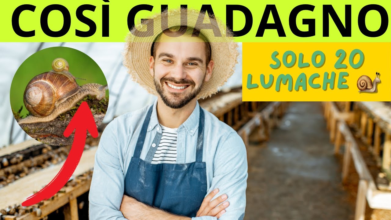 Allevamento di lumache - Come INIZIARE un Business con 20 Lumache (PROFITTEVOLE) Idee di business