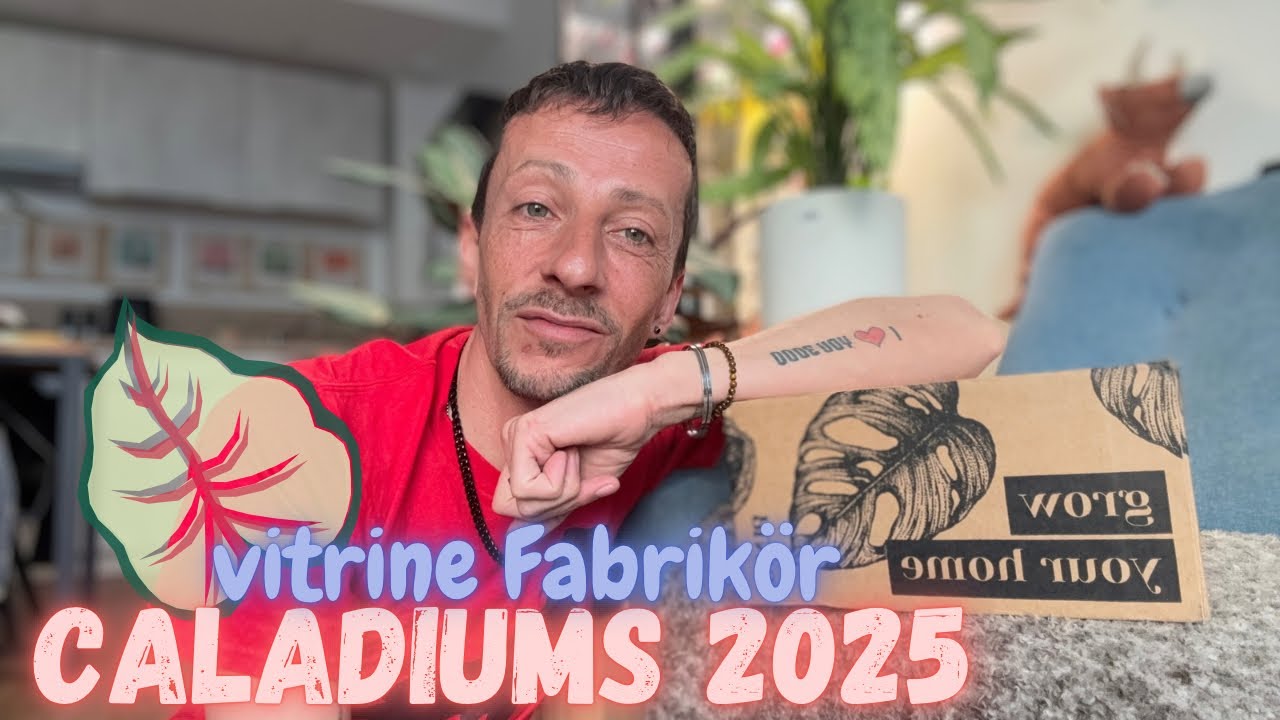 #75-Caladiums 2025 en vitrine , et bien c’est parti🤩🌸