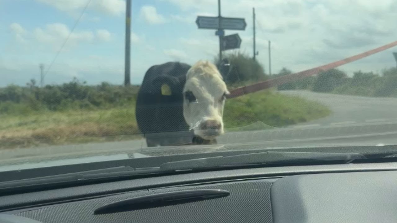 Cow Stares at a Car: Unexpected Roadblock Adventure || WooGlobe