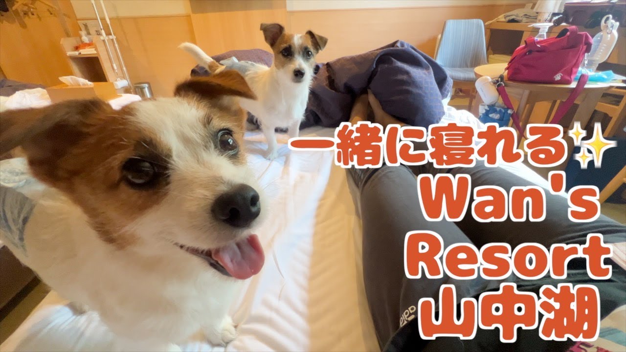 愛犬と一緒に寝れる！犬がいる家族のための宿/wan’s resoer 山中湖/ジャックラッセルテリア