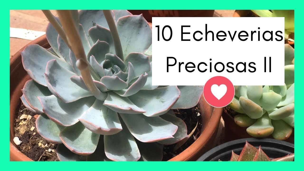 10 ECHEVERIAS IDENTIFICADAS ❤️ Mis Favoritas y Preciosas ❤️