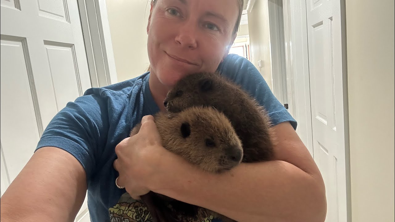 A second orphaned baby beaver with an incredible rescue story involving dynamite (see description)