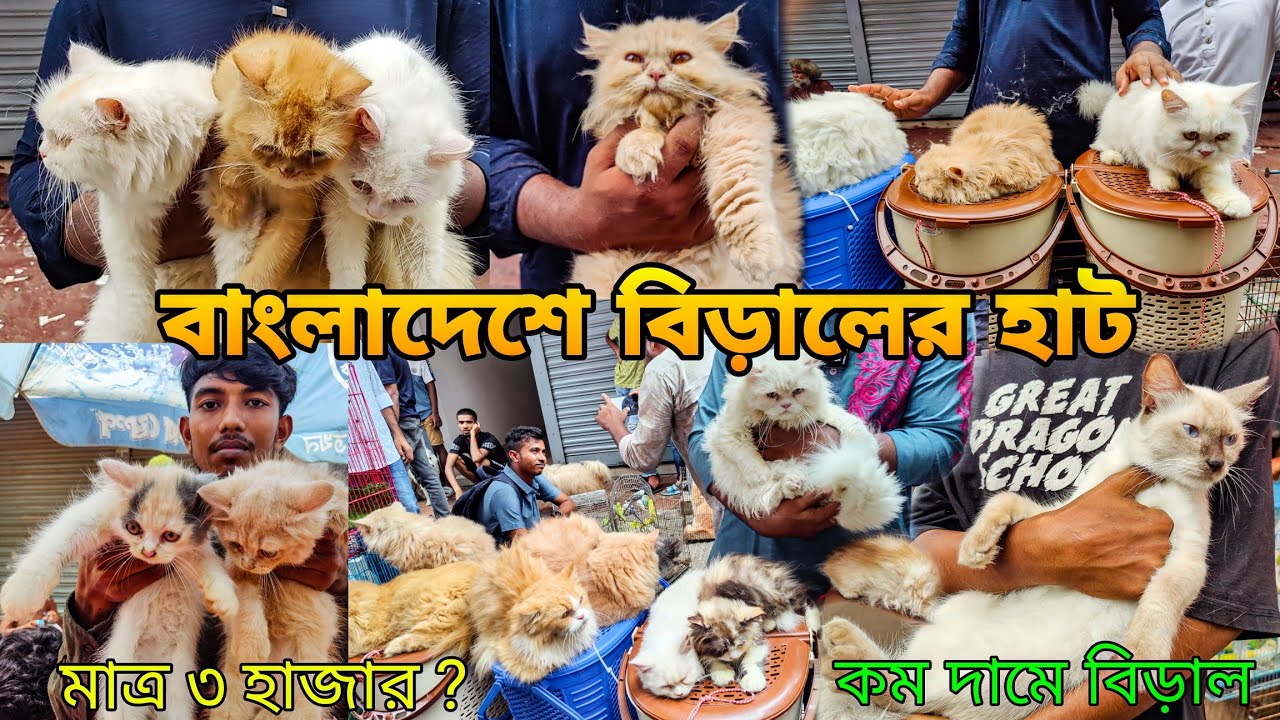 বাংলাদেশে বিড়ালের হাট_যেখানে পাবেন কম দামে বিদেশী বিড়াল_Persian Cat In BD_Exotic. cat market in BD