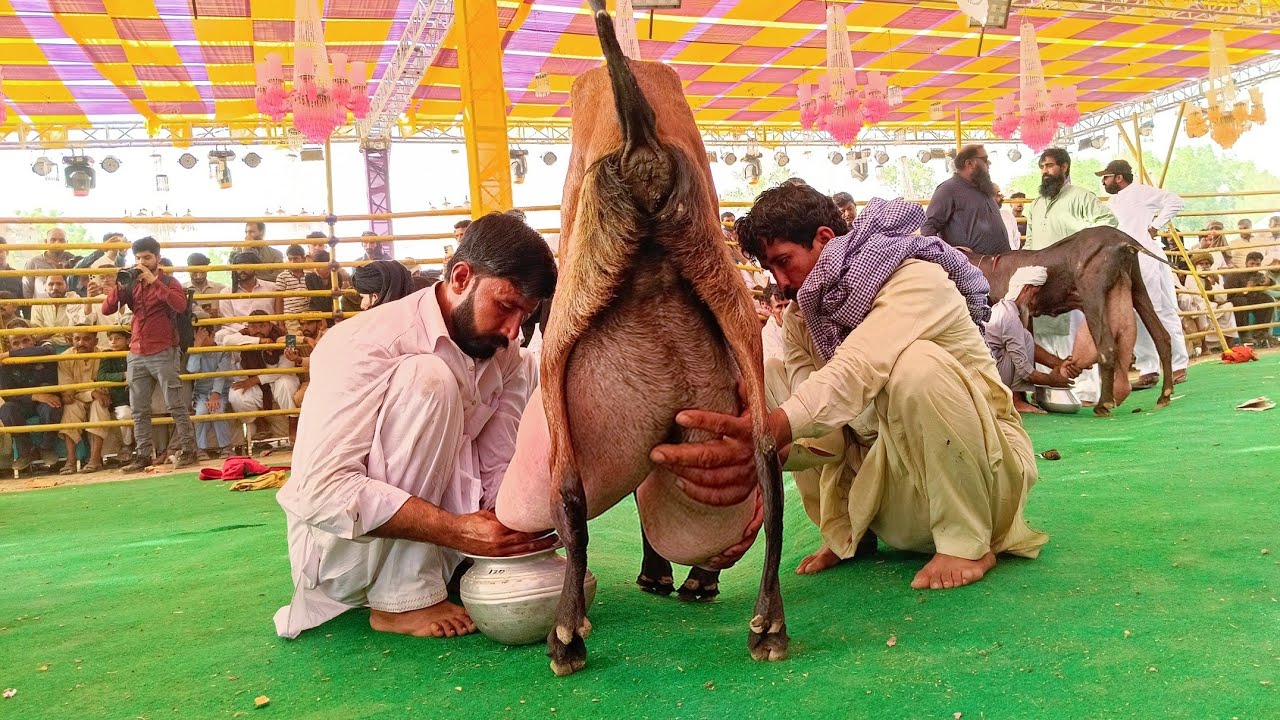 Highest Milking Goats Milk Compitition In University of Agriculture Faisalabad