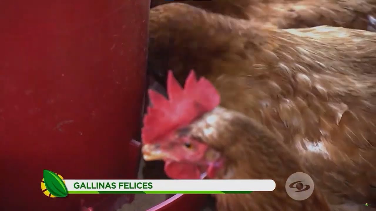 Gallinas felices, exitoso programa que se implementa en explotaciones agropecuarias -La Finca de Hoy