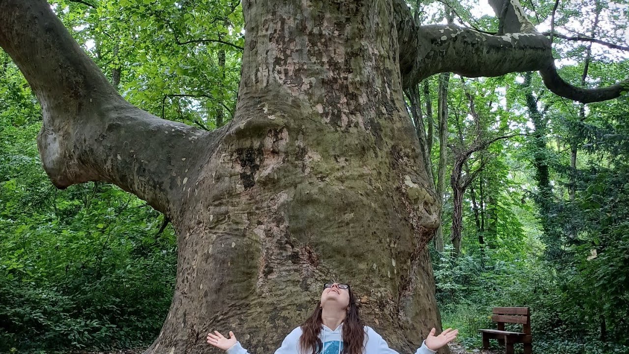 🇭🇺Alcsúti Arborétum, vlog #116