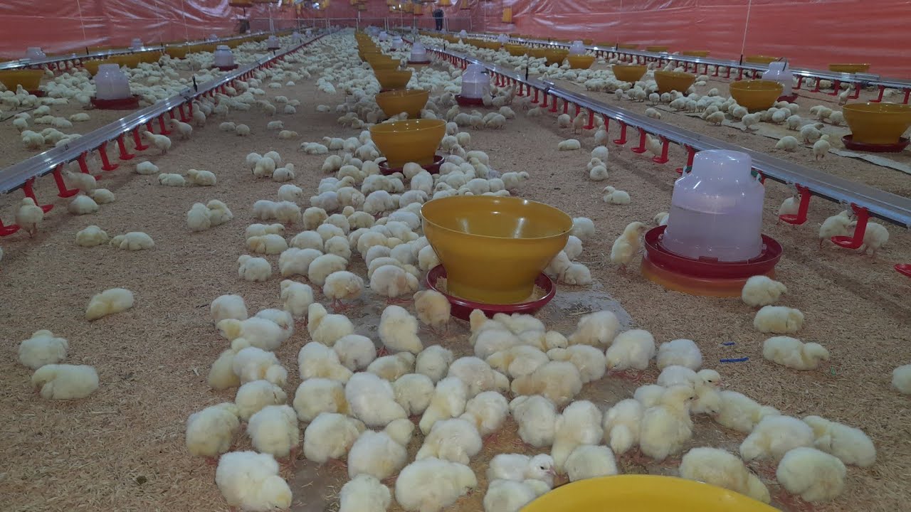 Recepcion Actualizada de Pollito Paso a Paso