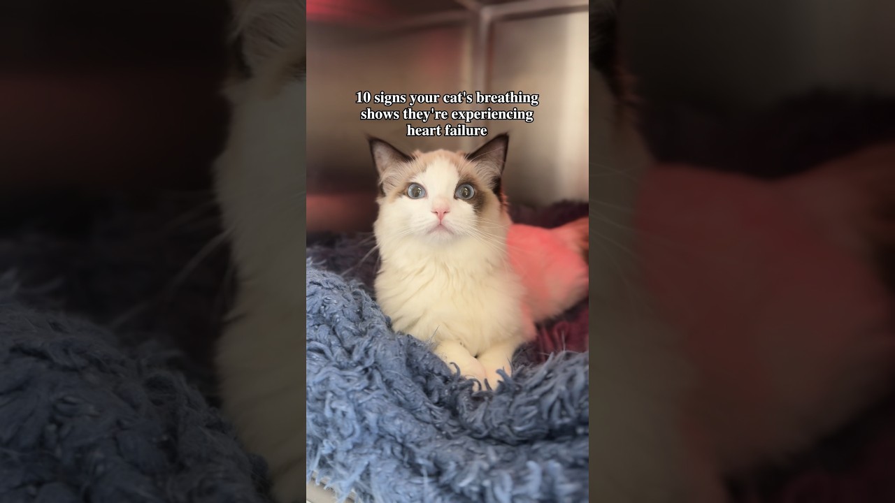 These subtle breathing changes in your cat could be early warning signs of heart failure... 💔