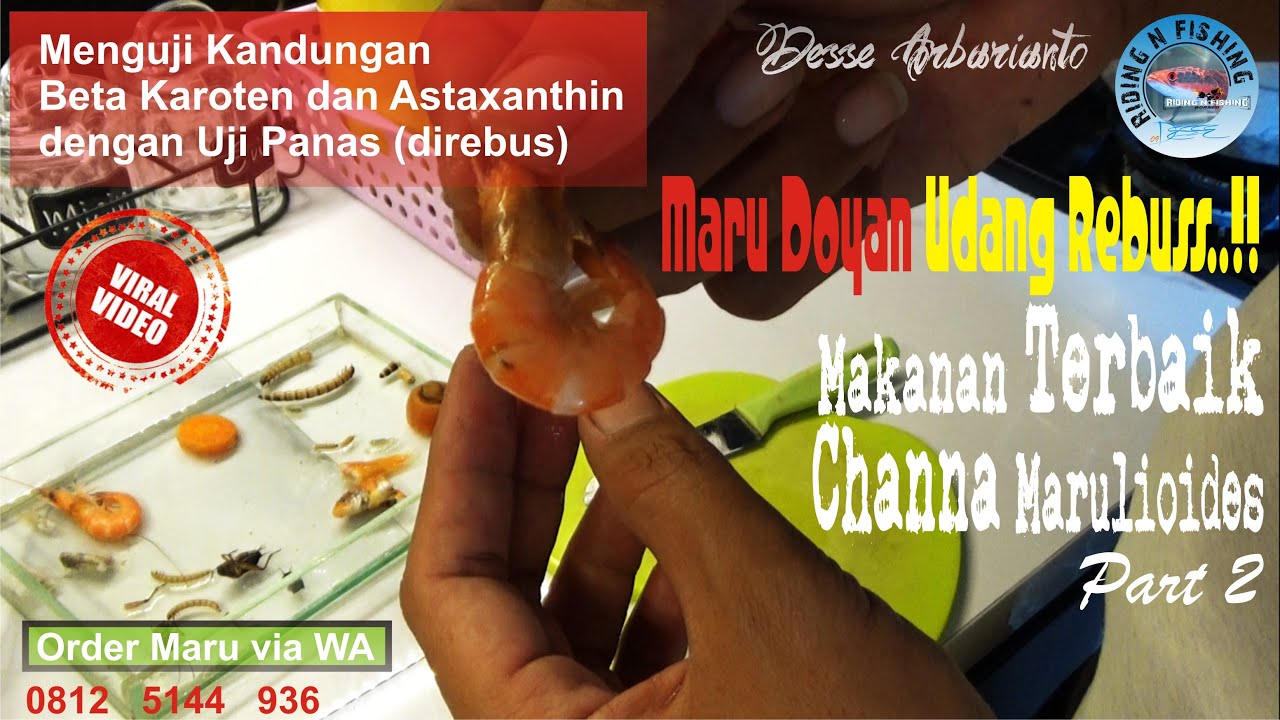 Makanan Terbaik Channa Marulioides Part 2