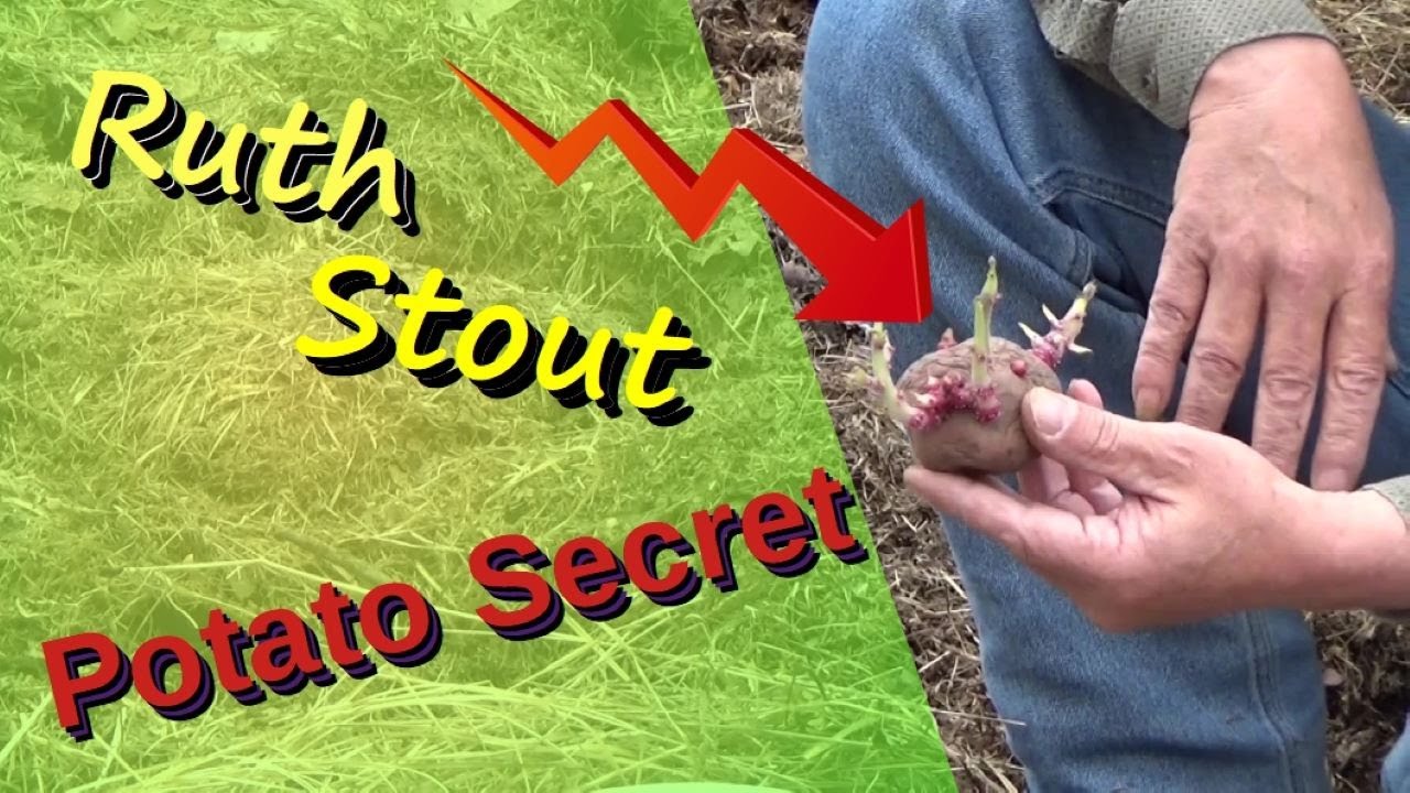 How To Plant Ruth Stout Potatoes And Deep Mulch Garden Explained 4-17-2022