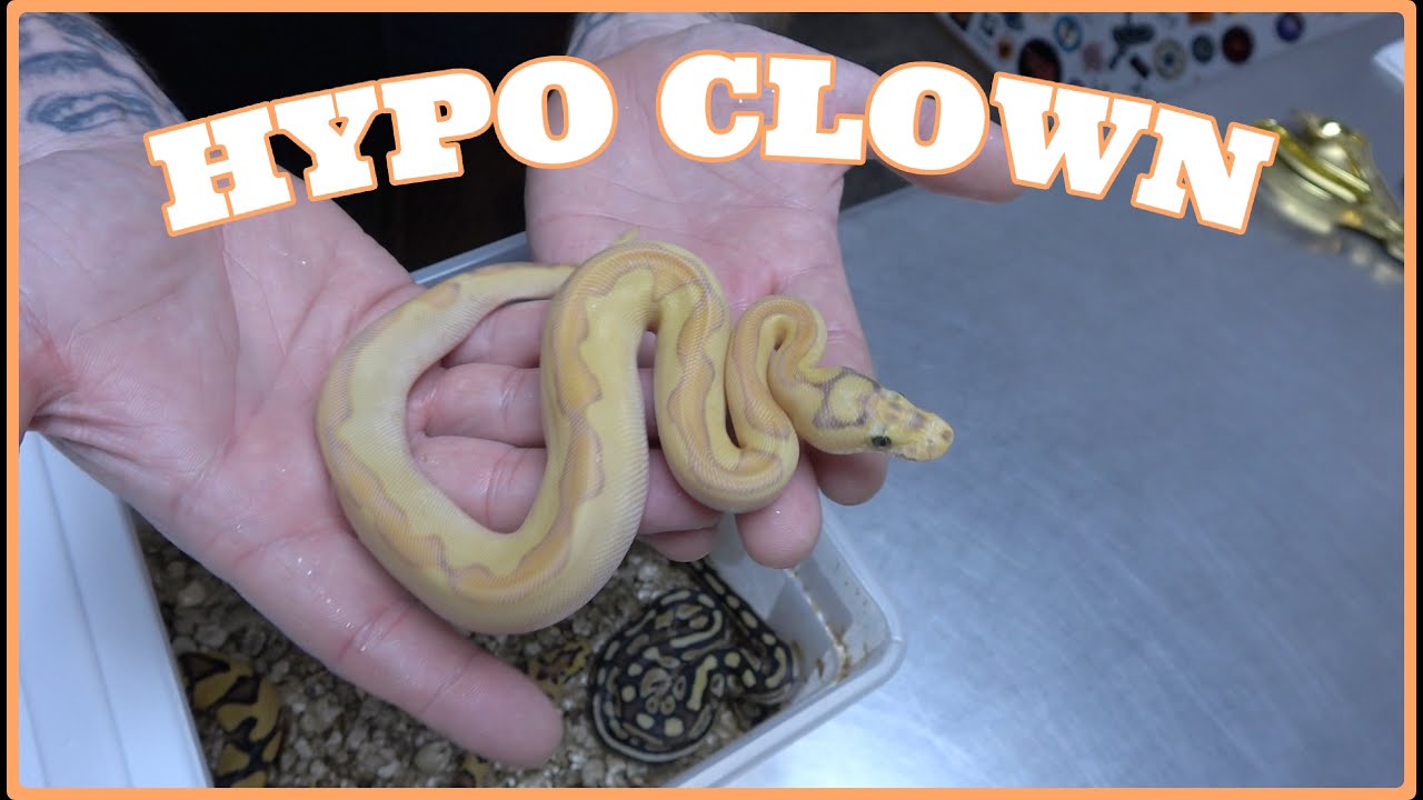 Combo Hypo Clown Clutch Update!